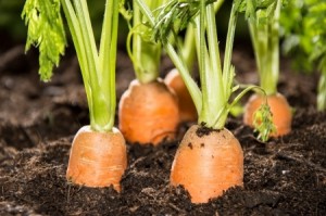 carrots